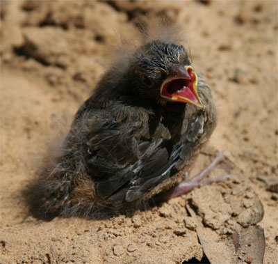 Baby bird