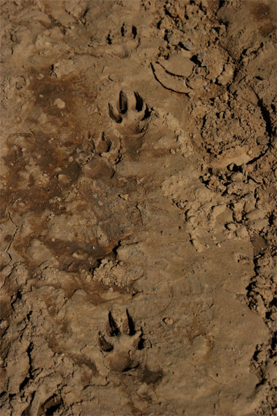 Mountain lion tracks in the mud