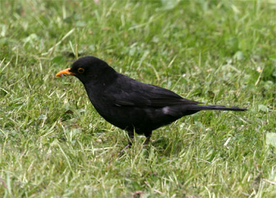 Turdus merula