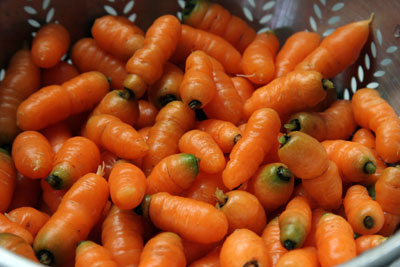 Carrot harvest