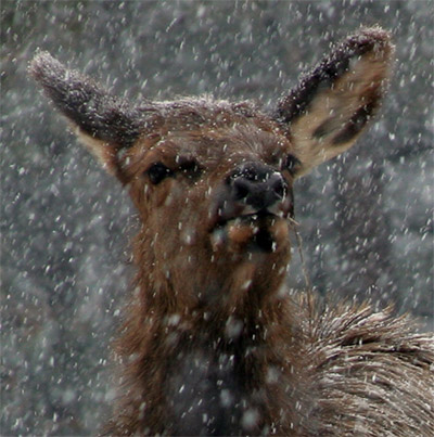 Rocky Mt. elk friend closeup