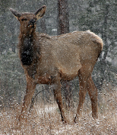 Rocky Mt. elk friend